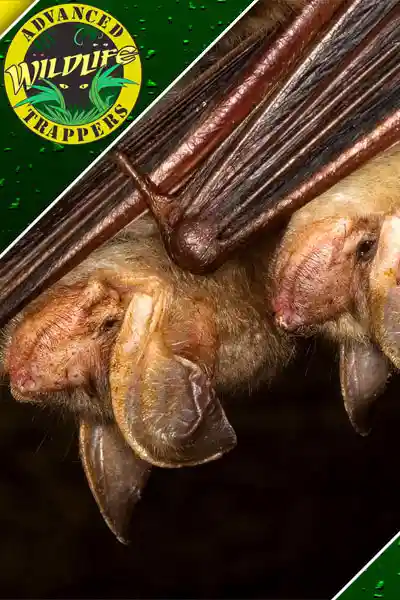 Bat Trappers and Wildlife Removal & Control Services