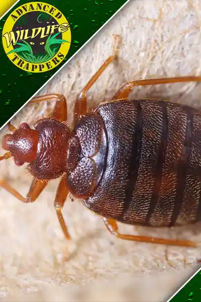 Bed Bug Exterminator - Bug and Insect Pest Control Services