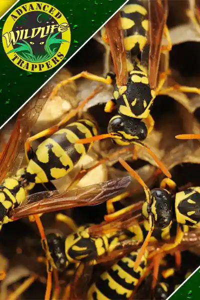 Bee and Wasp Exterminator - Bug and Insect Pest Control Services