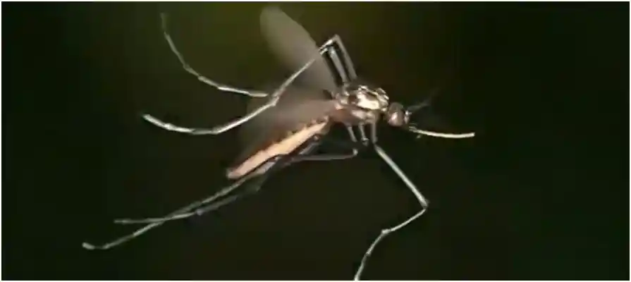 Central Florida Mosquito Control Services